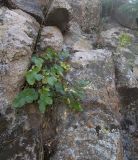 Valeriana sisymbriifolia