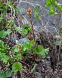 Petasites rubellus