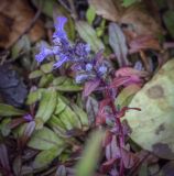 Ajuga reptans