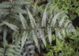 Athyrium niponicum