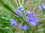 Caryopteris mongholica