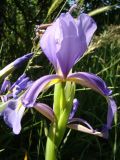 Iris prilipkoana