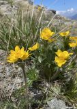 Anemonastrum speciosum. Цветущие растения. Карачаево-Черкесия, Карачаевский р-н, Верхне-Тебердинское сельское поселение, Тебердинский заповедник, гора Мусса-Ачитара, вершина каменистого хребта рядом с площадкой подъёмника, ~3012 м н.у.м. 21.06.2023.