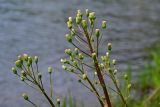 Petasites radiatus. Соплодия. Красноярский край, Берёзовский р-н, долина р. Мана, влажный луг, у воды. 06.06.2022.