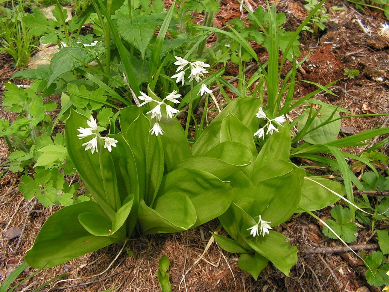 Изображение особи Clintonia udensis.