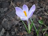 Crocus vernus