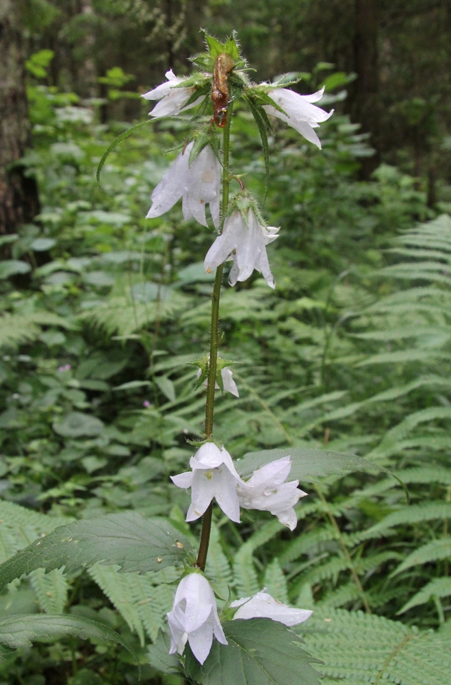 Image of Campanula trachelium specimen.