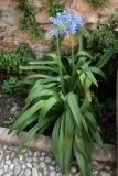 Agapanthus africanus. Цветущее растение. Испания, автономное сообщество Андалусия, провинция Гранада, комарка Вега-де-Гранада, г. Гранада, Альгамбра. 13.07.2012.