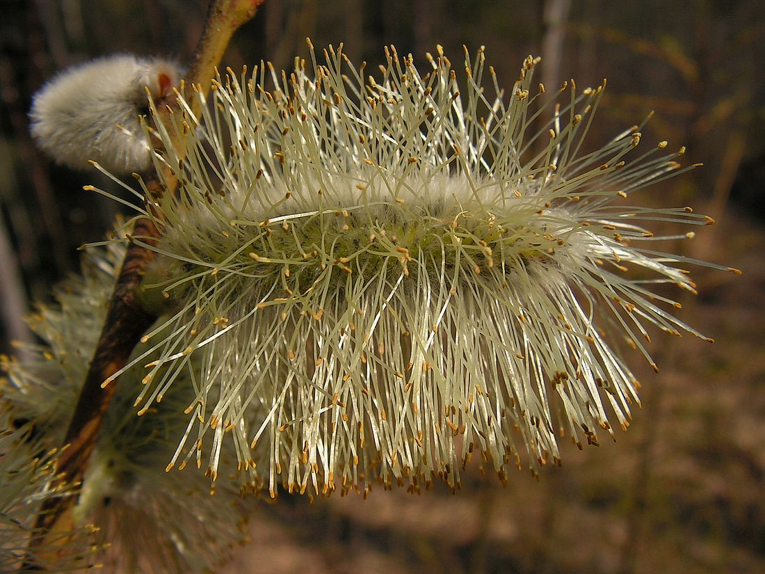 Изображение особи Salix caprea.