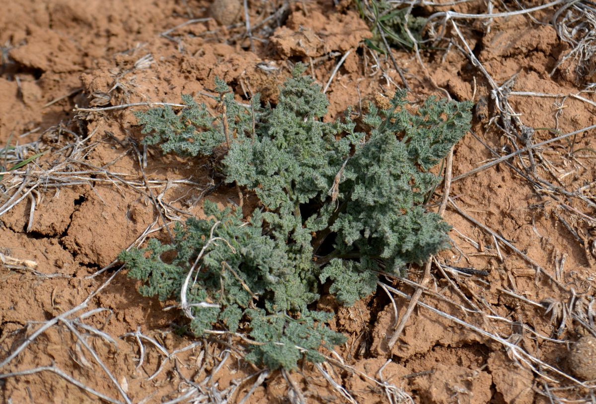 Изображение особи Ferula caspica.