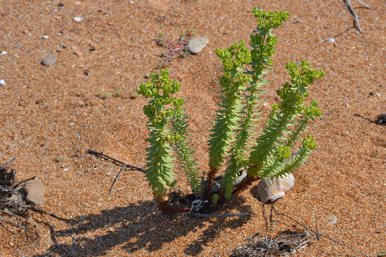 Изображение особи Euphorbia paralias.