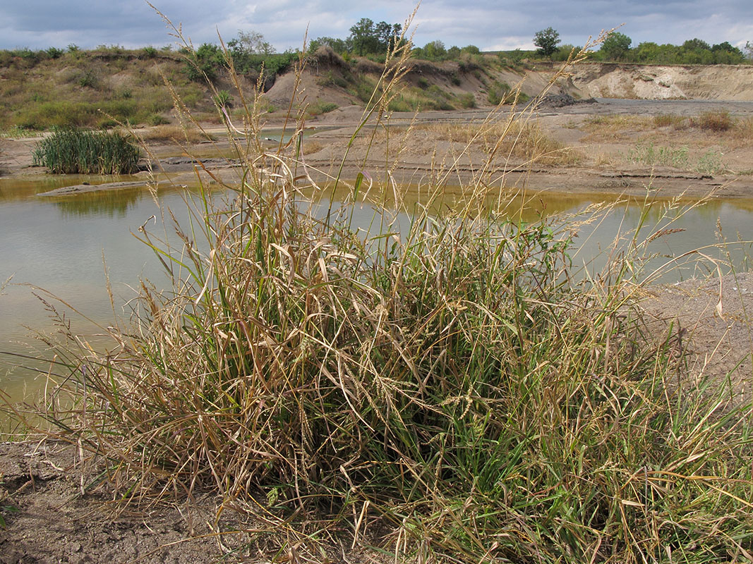 Изображение особи Echinochloa crus-galli.