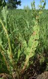 Rumex stenophyllus. Нижние листья, поле с люцерной после первого укоса. Краснодарский край, Кущёвский р-н, станица Шкуринская, 29.06.2009.