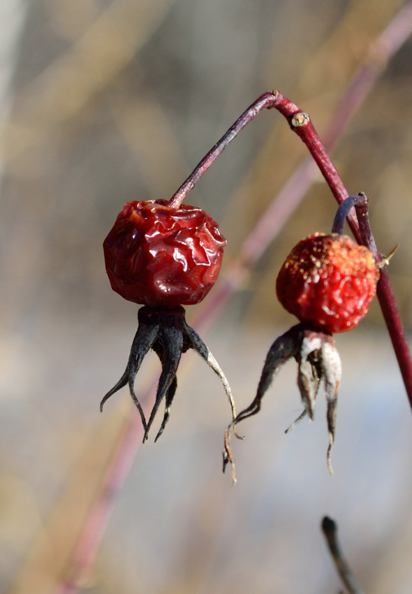 Image of genus Rosa specimen.