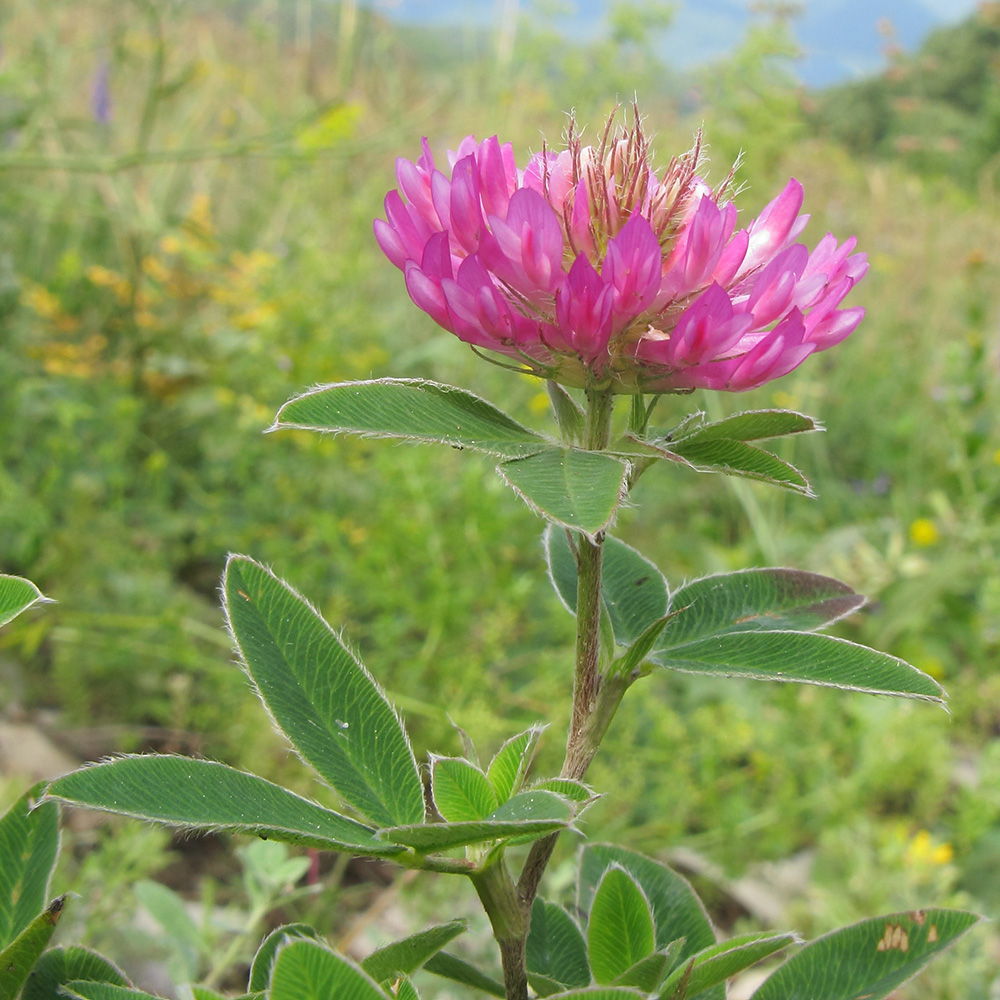 Изображение особи Trifolium medium.