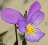 Viola maritima. Цветок. Калининградская обл., Зеленоградский р-н, Куршская коса, высота Эфа, дюнные пески. Июль 2014 г.