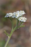 Achillea apiculata. Верхушка побега с соцветием. Мурманская обл., п-ов Средний, м. Волоковый, приморский луг. 27.07.2014.