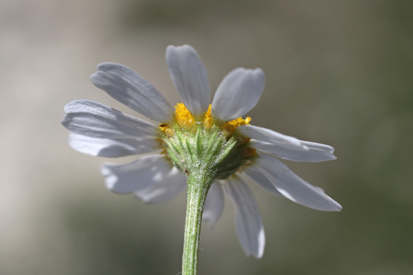 Изображение особи Anthemis cotula.