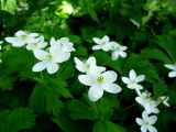 Anemone baicalensis ssp. occidentali-sajanensis