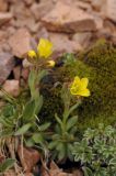 Saxifraga macrocalyx. Цветущее растение. Тянь-Шань, хр. Илейский (Заилийский) Алатау, Большое Алмаатинское ущ., Космостанция, 3200 м н.у.м. 12.06.2008.