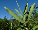 Pseudosasa japonica. Верхушка побега; видны листья с поражениями (вид снизу). Краснодарский край, Сочи, окр. Хосты, рудеральное место. 30.10.2015.