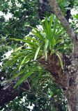 Cymbidium aloifolium. Вегетирующее растение на стволе дерева. Андаманские острова, остров Хейвлок, прибрежный лес. 30.12.2014.