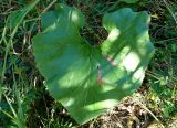 Petasites hybridus