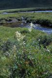 Aconogonon alpinum. Цветущее растение. Юго-Восточный Алтай, Курайский хребет, долина р. Курайки. Конец июля 2008 г.