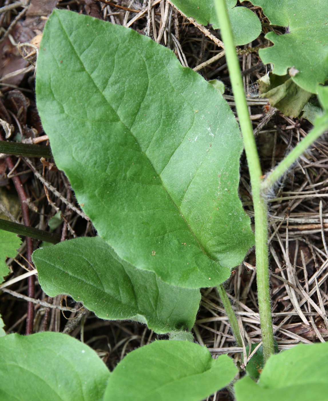 Изображение особи Hieracium pellucidum.