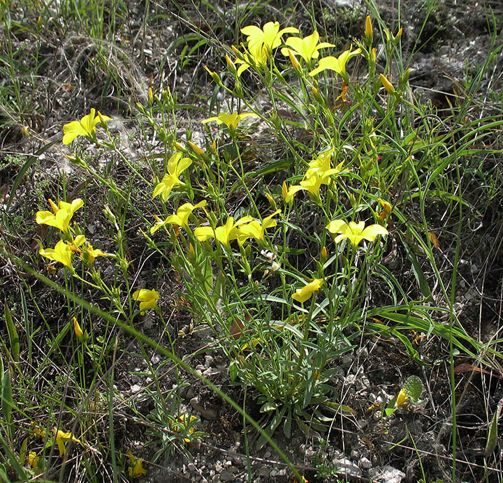 Изображение особи Linum ucranicum.