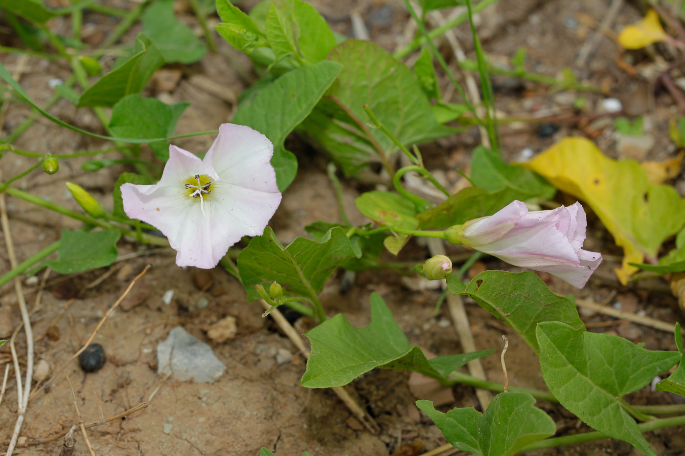 Изображение особи Convolvulus arvensis.