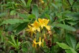 Rhododendron luteum