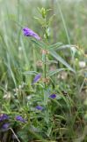 Scutellaria scordiifolia