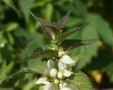 Lamium album