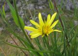 Tragopogon graminifolius. Соцветие. Адыгея, Майкопский р-н, хр. Каменное Море, юго-восточный склон горы Нагой-Кош, в расщелине скалы, ≈ 1800 м н.у.м. 10.09.2016.