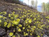 Tussilago farfara