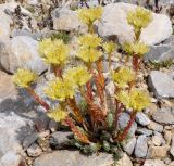 Sedum ochroleucum