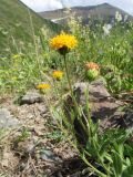 Erigeron cabulicus