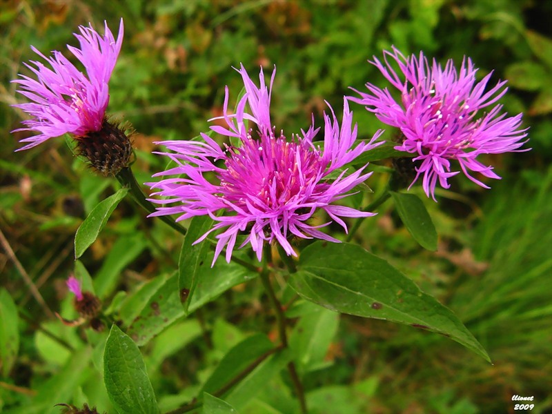 Изображение особи Centaurea phrygia.