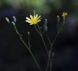 Lapsana communis. Верхушка соцветия. Пермский край, г. Пермь, Свердловский р-н, кладбище \"Южное\", под пологом тополиной рощи. 28.07.2017.