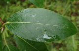 Populus suaveolens