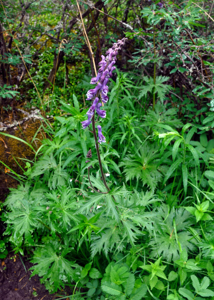 Изображение особи Aconitum septentrionale.