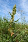 Rumex longifolius