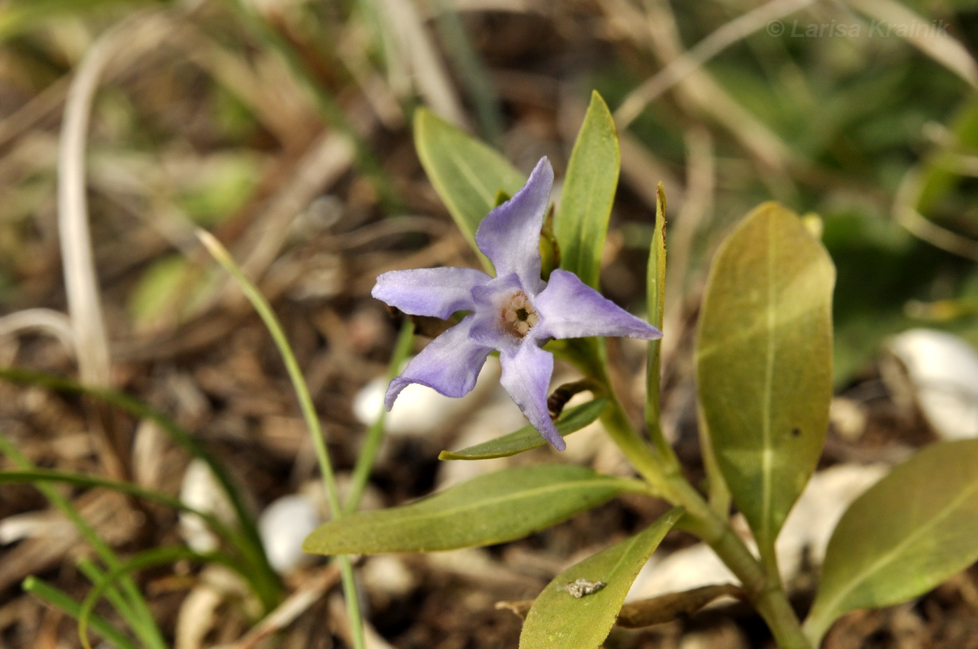 Изображение особи Vinca herbacea.