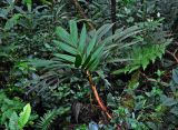 Pinanga polymorpha