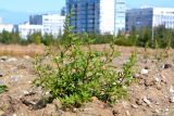 Chenopodium acerifolium