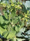 Nicotiana rustica