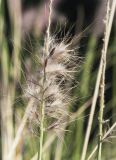 Pennisetum setaceum