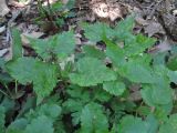 Lamium maculatum