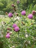 Cirsium serrulatum